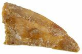 Bargain, Raptor Tooth - Real Dinosaur Tooth #305518-1